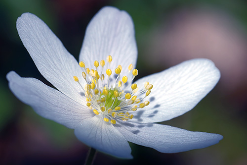Uppsats av Psykolog Sofia Irnell